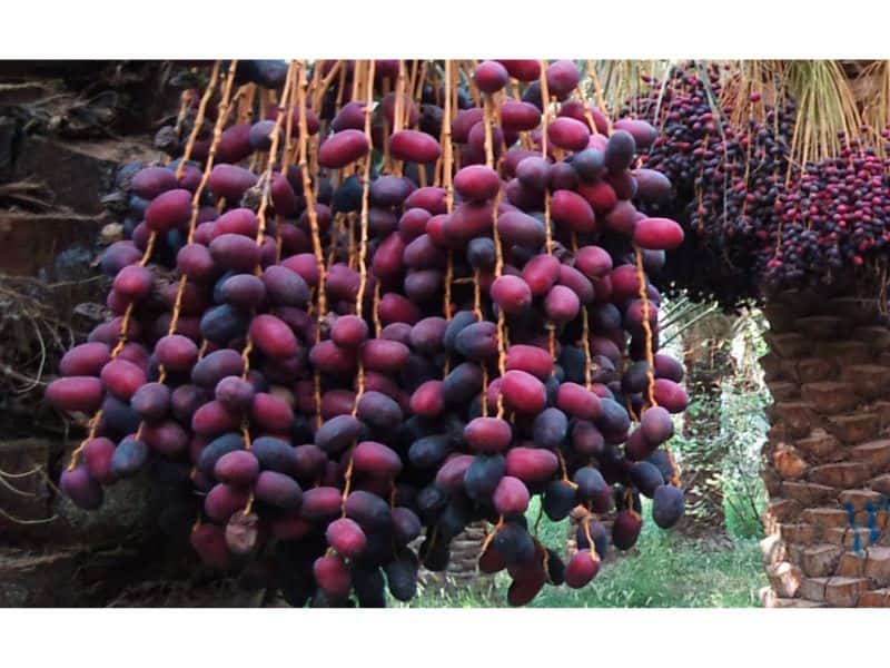 تصویر 4 از خرما مضافتی خوشه ای مرغوب با فرم طبیعی و ظاهر جذاب